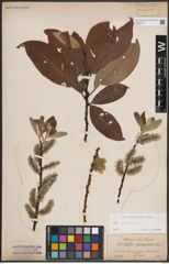 Foto von Salix caprea L.